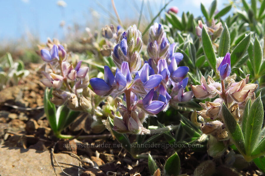 dwarf lupine (Lupinus lepidus var. lobbii) [Mount Howard, Wallowa-Whitman National Forest, Wallowa County, Oregon]