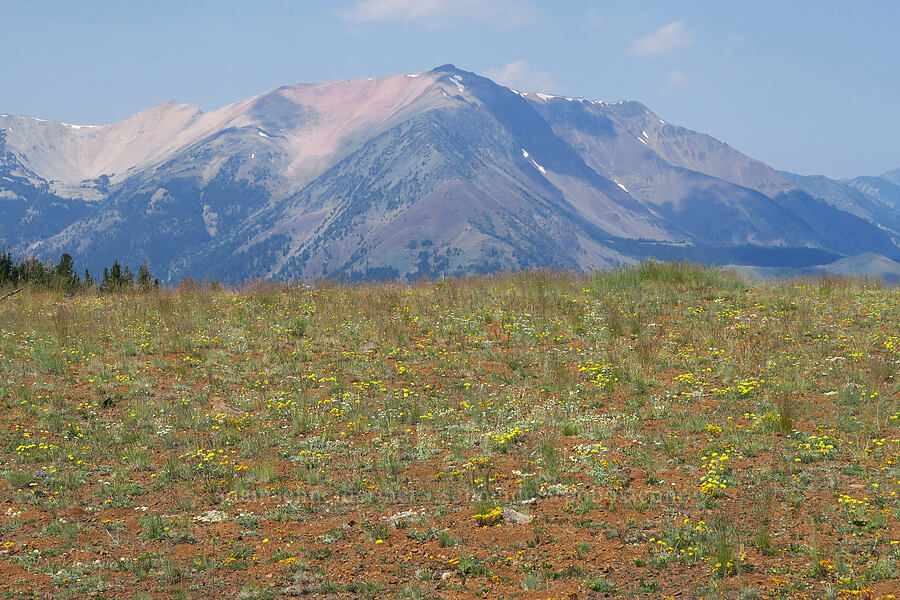 wildflowers & Chief Joseph Mountain [Mount Howard, Wallowa-Whitman National Forest, Wallowa County, Oregon]