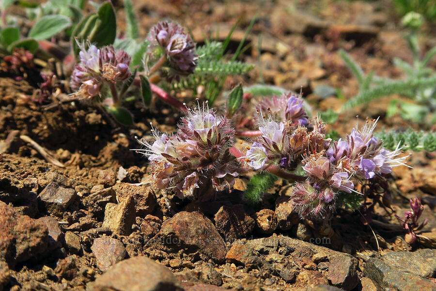 purple phacelia (Phacelia hastata var. alpina (Phacelia alpina)) [Mount Howard, Wallowa-Whitman National Forest, Wallowa County, Oregon]