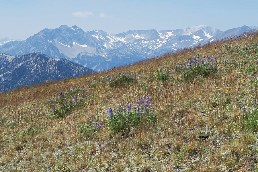 wildflowers & mountains [East Peak Trail, Wallowa-Whitman National Forest, Wallowa County, Oregon]