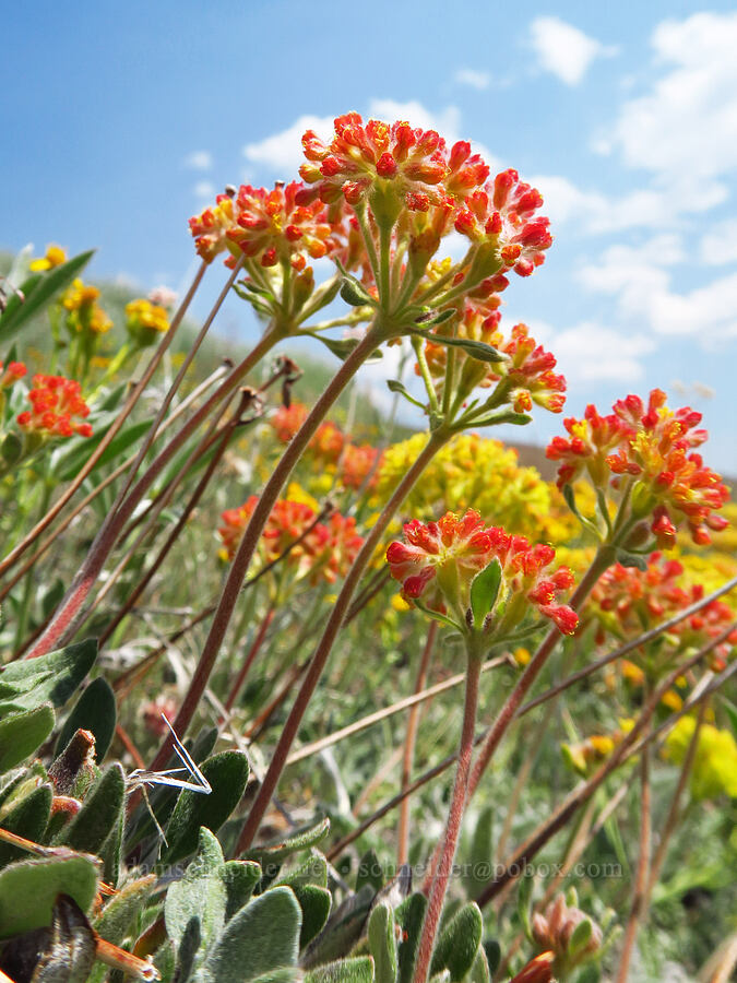 Piper's golden buckwheat, very red (Eriogonum flavum var. piperi) [East Peak Trail, Wallowa-Whitman National Forest, Wallowa County, Oregon]