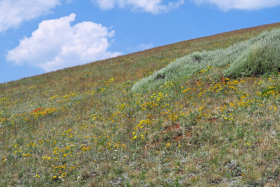 wildflowers & sagebrush [East Peak Trail, Wallowa-Whitman National Forest, Wallowa County, Oregon]