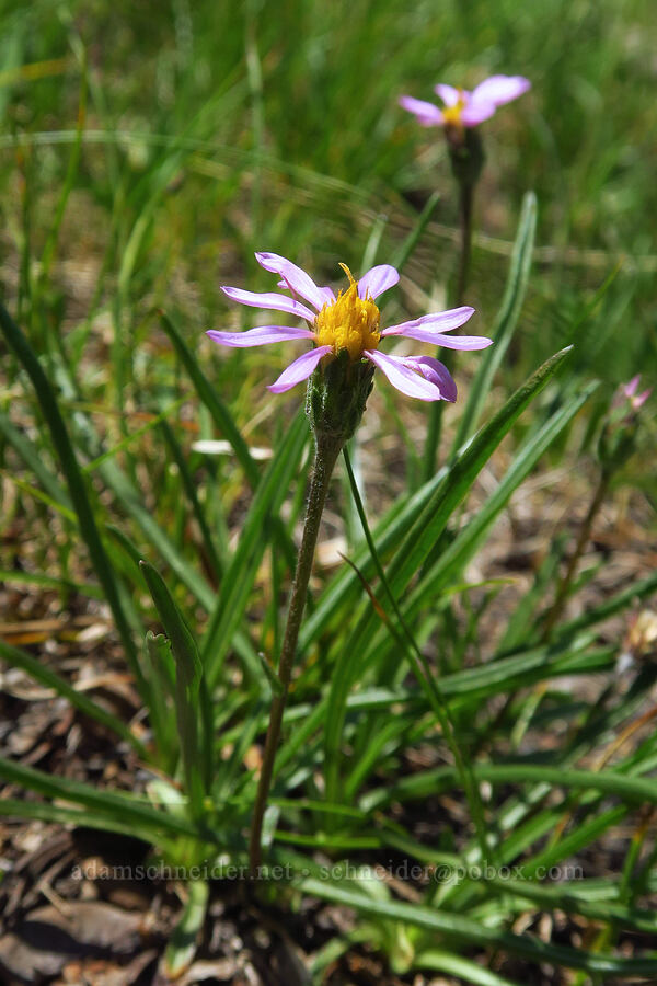 tundra aster (Oreostemma alpigenum var. haydenii (Aster alpigenus)) [East Peak Trail, Wallowa-Whitman National Forest, Wallowa County, Oregon]