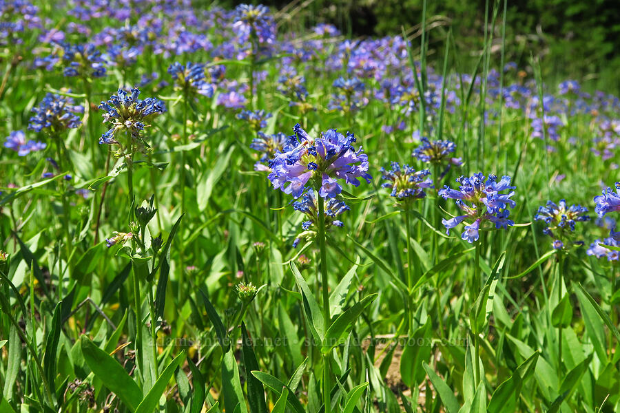 globe penstemon (Penstemon globosus) [East Peak Trail, Wallowa-Whitman National Forest, Wallowa County, Oregon]