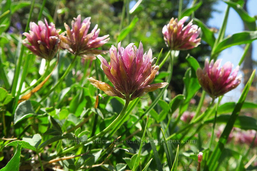 long-stalk clover (Trifolium longipes) [East Peak Trail, Wallowa-Whitman National Forest, Wallowa County, Oregon]