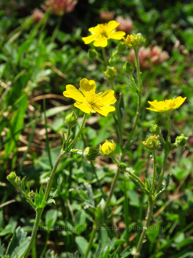 blue-leaf cinquefoil (Potentilla glaucophylla (Potentilla diversifolia var. glaucophylla)) [East Peak Trail, Wallowa-Whitman National Forest, Wallowa County, Oregon]