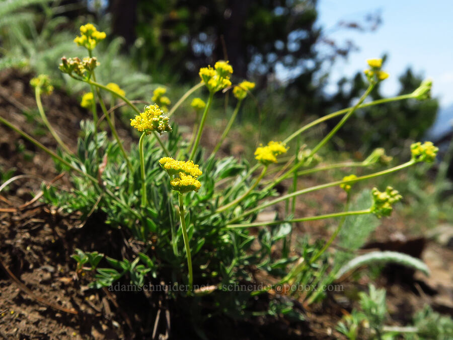 Greenman's desert parsley (Lomatium greenmanii) [East Peak Trail, Wallowa-Whitman National Forest, Wallowa County, Oregon]