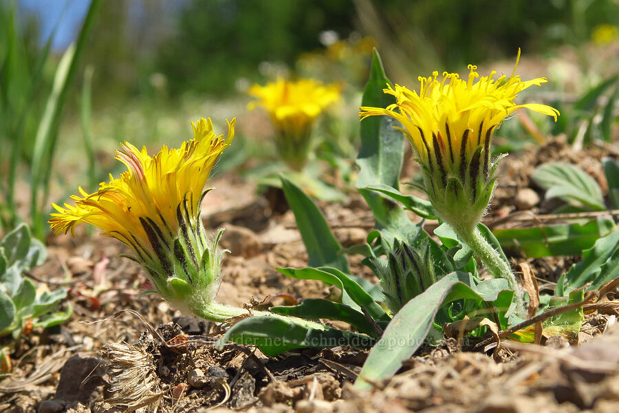 pale agoseris (Agoseris glauca var. glauca) [East Peak Trail, Wallowa-Whitman National Forest, Wallowa County, Oregon]