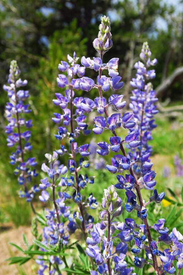 spurred lupine (Lupinus arbustus) [East Peak Trail, Wallowa-Whitman National Forest, Wallowa County, Oregon]