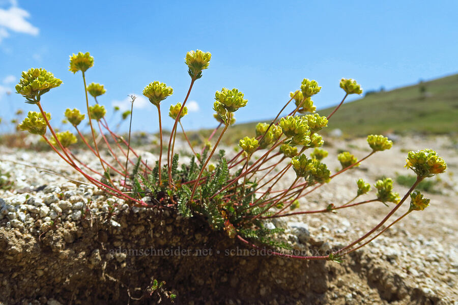 Gordon's ivesia (Ivesia gordonii var. ursinorum (Potentilla gordonii var. ursinorum)) [East Peak Trail, Wallowa-Whitman National Forest, Wallowa County, Oregon]