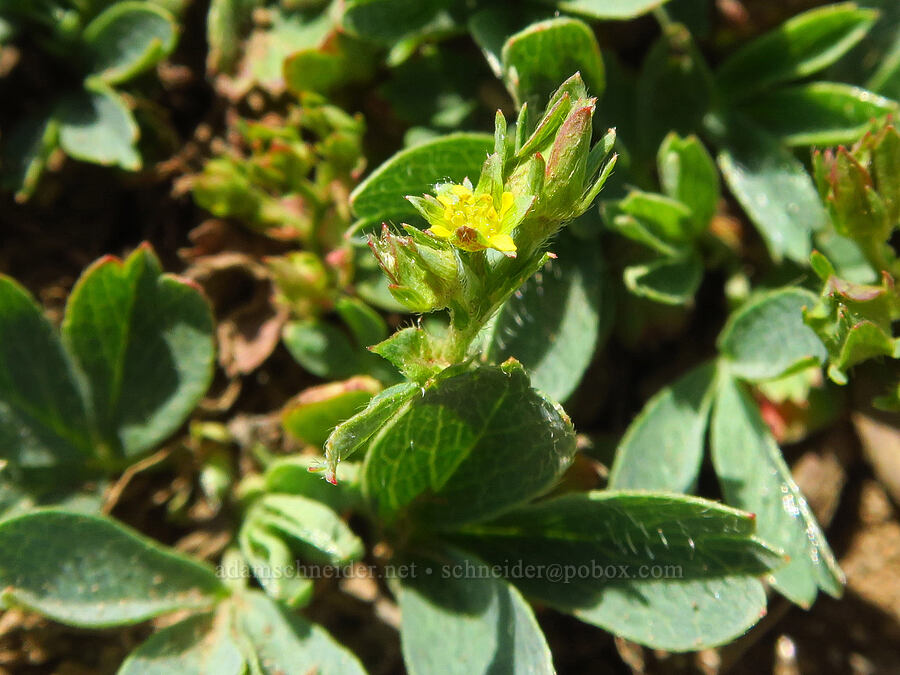 creeping sibbaldia (Sibbaldia procumbens (Potentilla sibbaldii)) [East Peak Trail, Wallowa-Whitman National Forest, Wallowa County, Oregon]