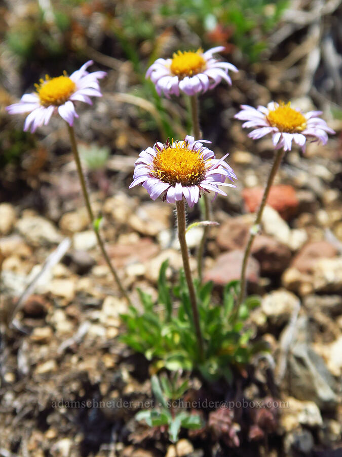 Rocky Mountain alpine daisies (Erigeron grandiflorus (Erigeron simplex)) [East Peak Trail, Eagle Cap Wilderness, Wallowa County, Oregon]