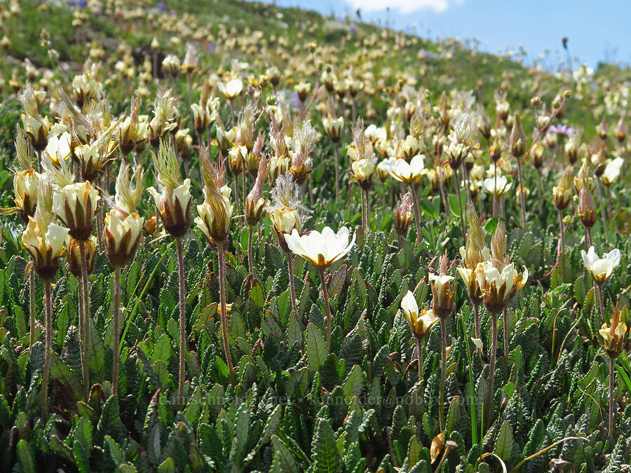 Hooker's mountain-avens (Dryas hookeriana (Dryas octopetala ssp. hookeriana)) [East Peak Trail, Eagle Cap Wilderness, Wallowa County, Oregon]