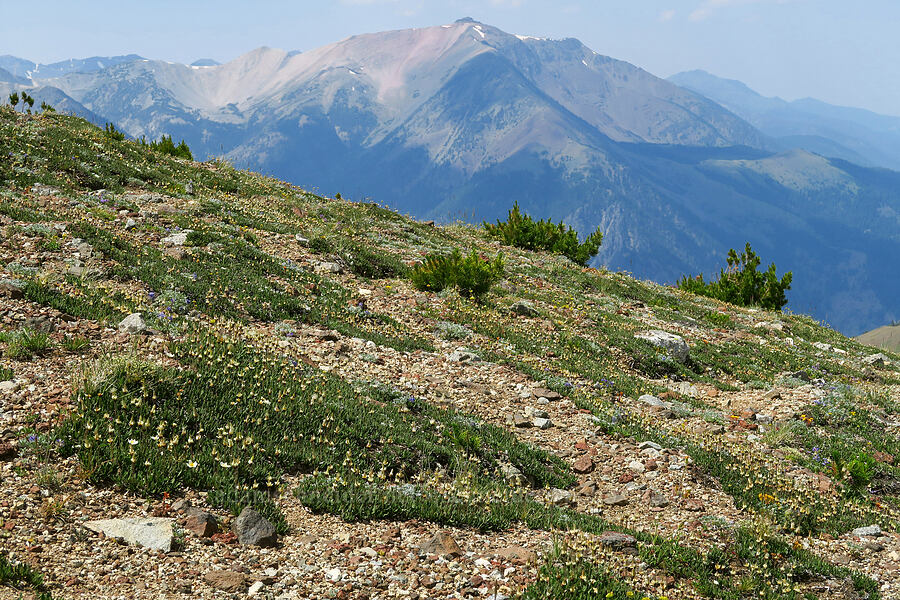 Hooker's mountain-avens (Dryas hookeriana (Dryas octopetala ssp. hookeriana)) [East Peak Trail, Eagle Cap Wilderness, Wallowa County, Oregon]