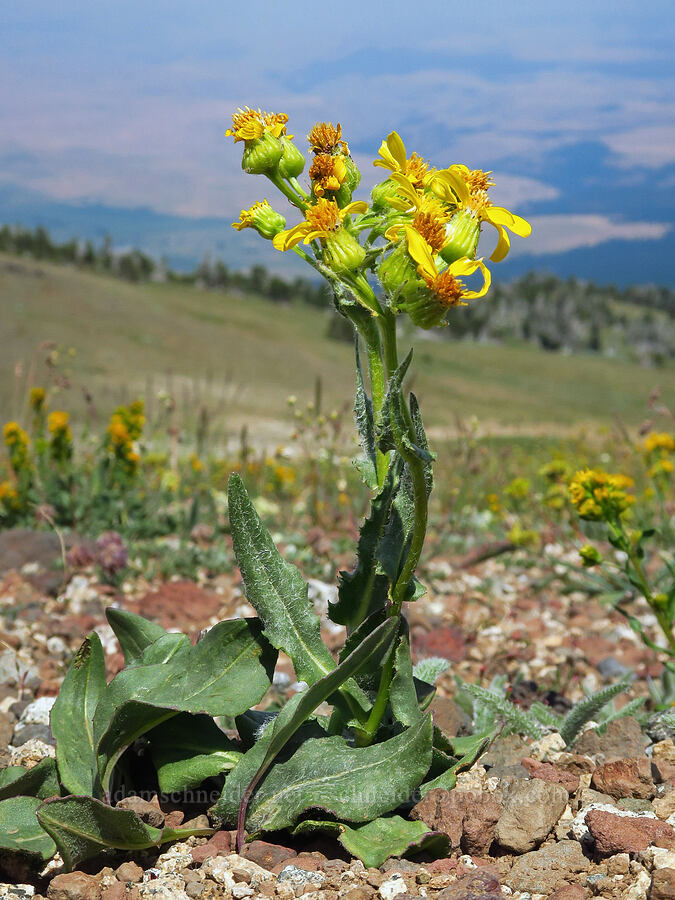 western groundsel (Senecio integerrimus) [East Peak Trail, Eagle Cap Wilderness, Wallowa County, Oregon]