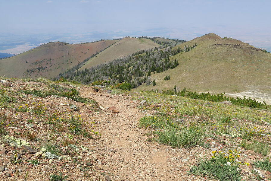 wildflowers & Mount Howard [East Peak Trail, Eagle Cap Wilderness, Wallowa County, Oregon]