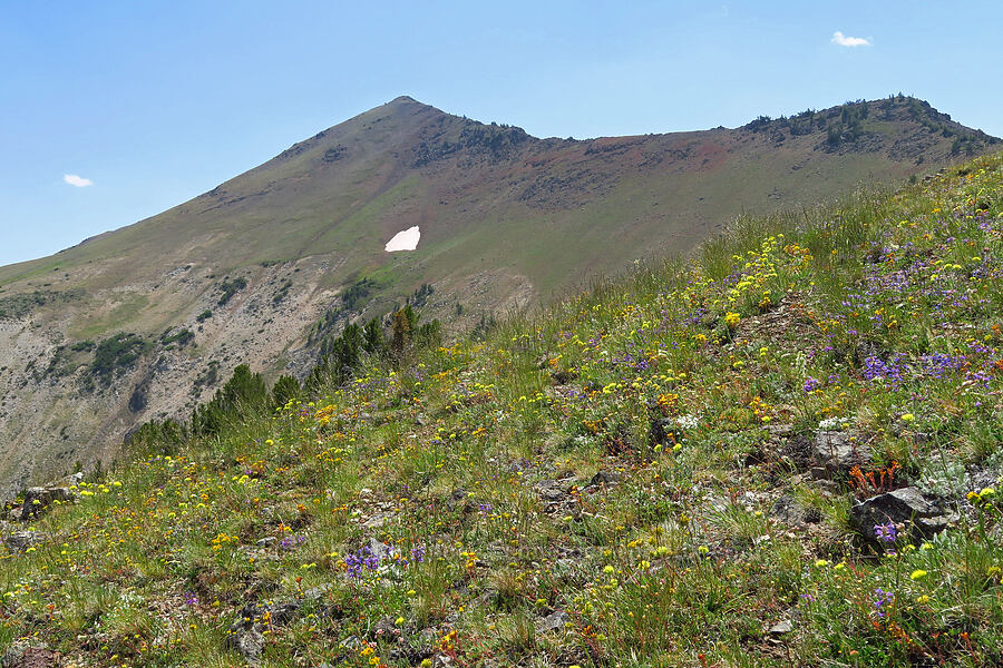 wildfllowers & East Peak [East Peak Trail, Eagle Cap Wilderness, Wallowa County, Oregon]