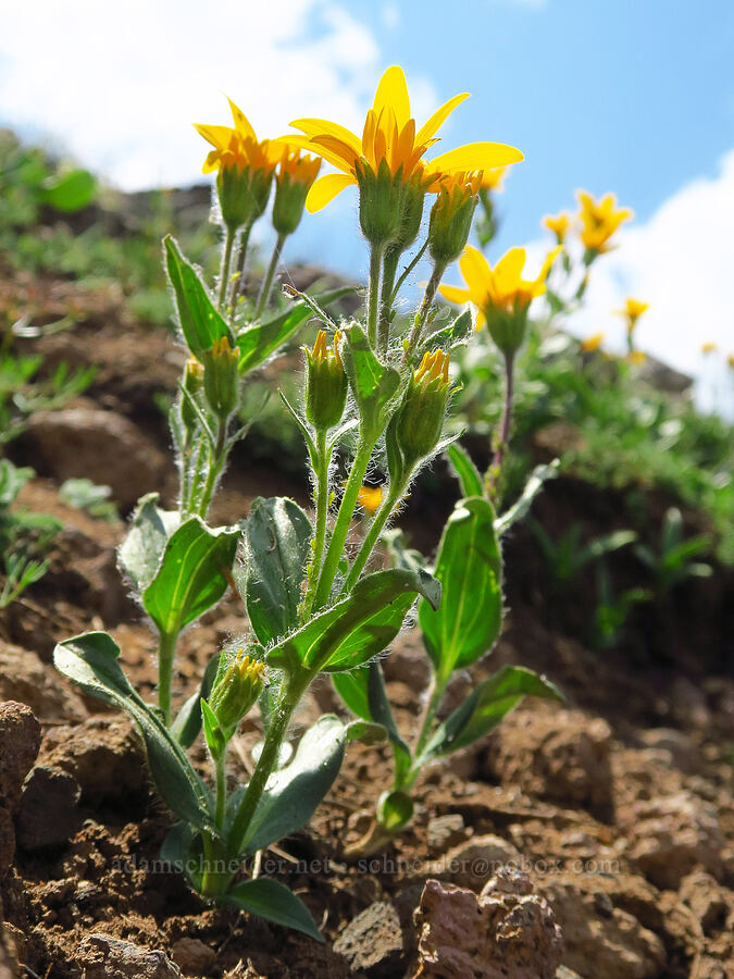 arnica (which?) (Arnica sp.) [East Peak Trail, Eagle Cap Wilderness, Wallowa County, Oregon]