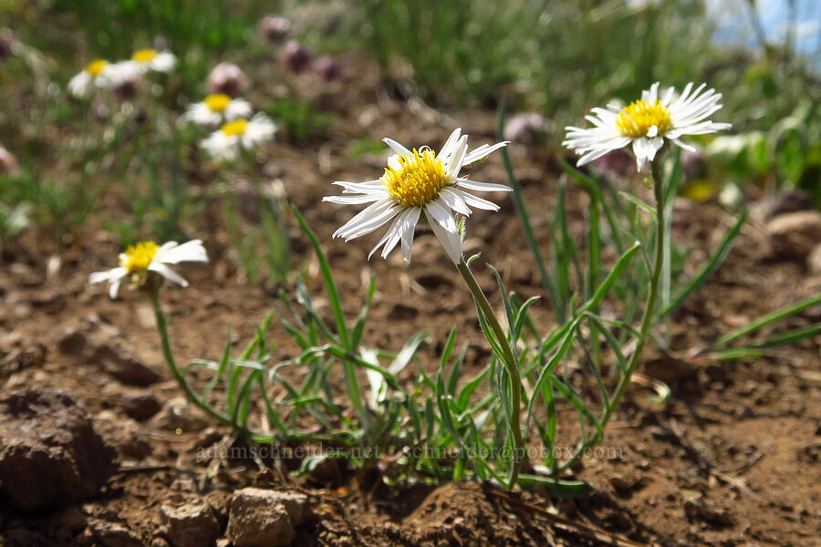 Eaton's shaggy fleabane (Erigeron eatonii var. villosus) [East Peak Trail, Eagle Cap Wilderness, Wallowa County, Oregon]