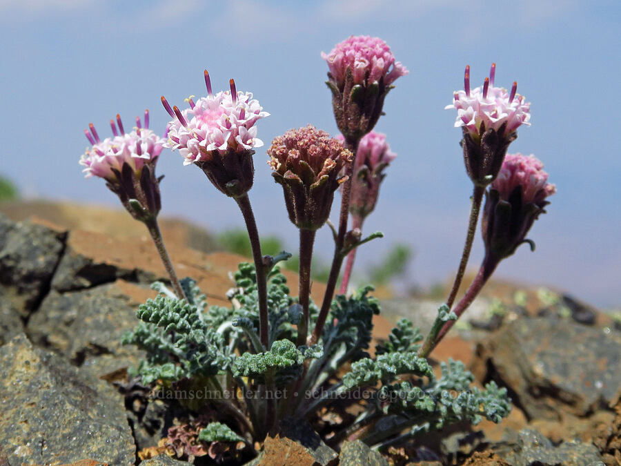 alpine dusty-maidens (Chaenactis douglasii) [East Peak, Eagle Cap Wilderness, Wallowa County, Oregon]