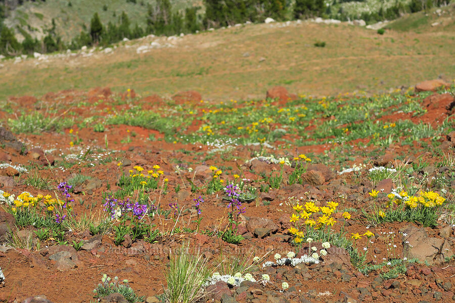 wildflowers [East Peak, Eagle Cap Wilderness, Wallowa County, Oregon]