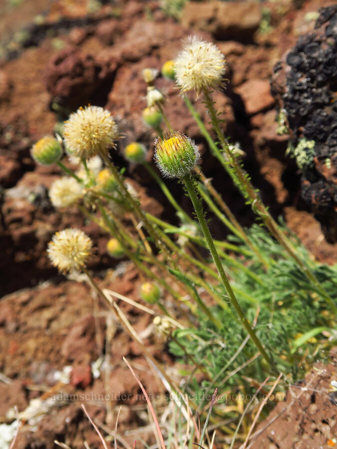 cut-leaf fleabane (Erigeron compositus) [East Peak, Eagle Cap Wilderness, Wallowa County, Oregon]