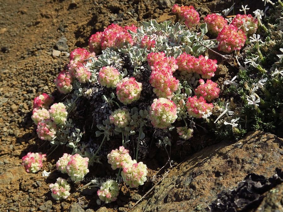 cushion buckwheat (Eriogonum ovalifolium) [East Peak, Eagle Cap Wilderness, Wallowa County, Oregon]