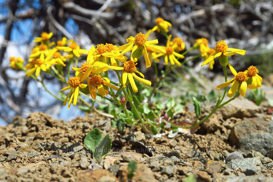 Rocky Mountain groundsel (Packera streptanthifolia (Senecio streptanthifolius)) [East Peak, Eagle Cap Wilderness, Wallowa County, Oregon]