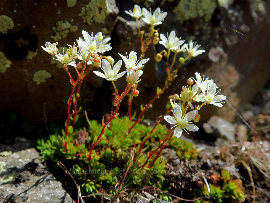 spotted saxifrage (Saxifraga bronchialis ssp. austromontana (Saxifraga austromontana)) [East Peak, Eagle Cap Wilderness, Wallowa County, Oregon]