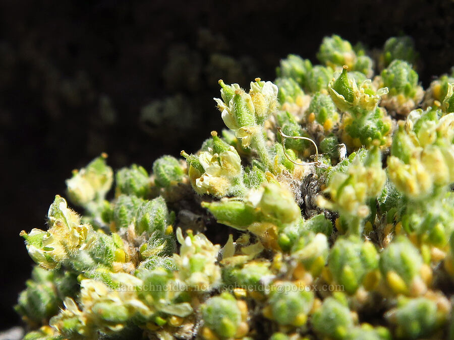 Olympic draba (Draba novolympica) [East Peak, Eagle Cap Wilderness, Wallowa County, Oregon]