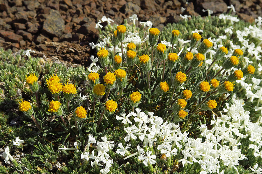 scabland fleabane & cushion phlox (Erigeron bloomeri var. bloomeri, Phlox pulvinata (Phlox caespitosa ssp. pulvinata)) [East Peak, Eagle Cap Wilderness, Wallowa County, Oregon]