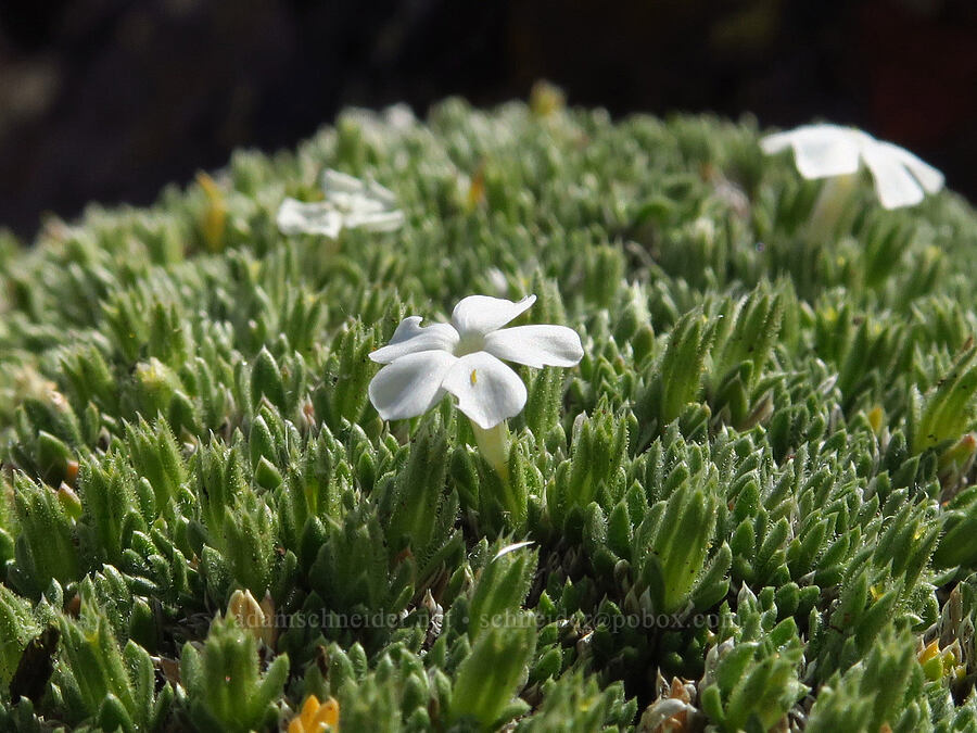 cushion phlox (Phlox pulvinata (Phlox caespitosa ssp. pulvinata)) [East Peak, Eagle Cap Wilderness, Wallowa County, Oregon]