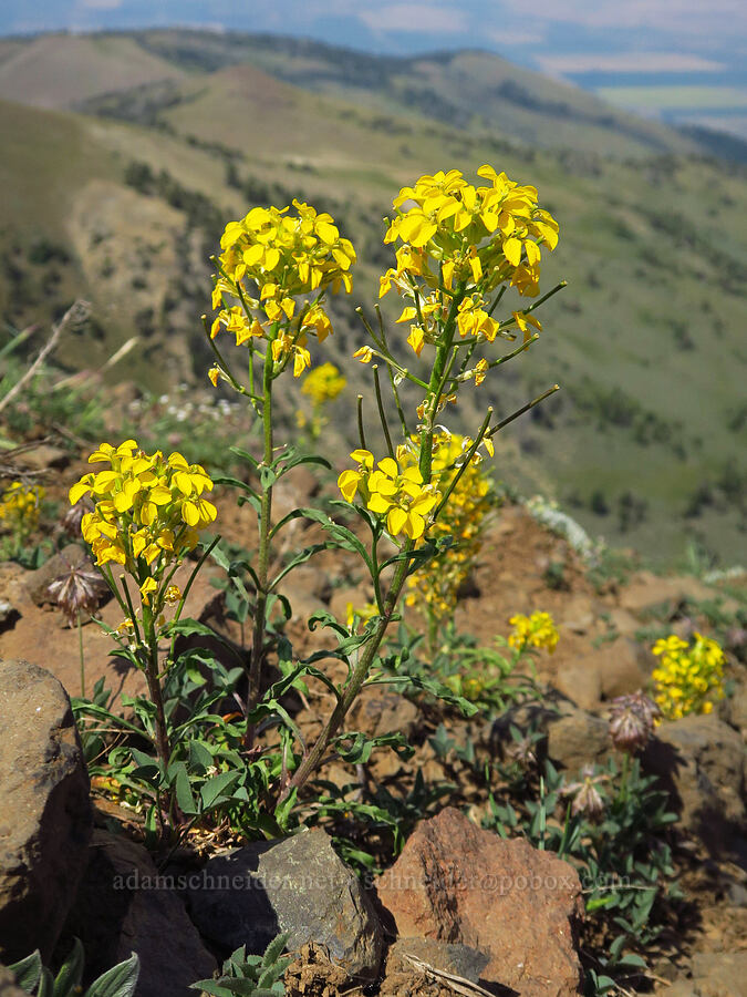 wallflower (Erysimum capitatum) [East Peak, Eagle Cap Wilderness, Wallowa County, Oregon]