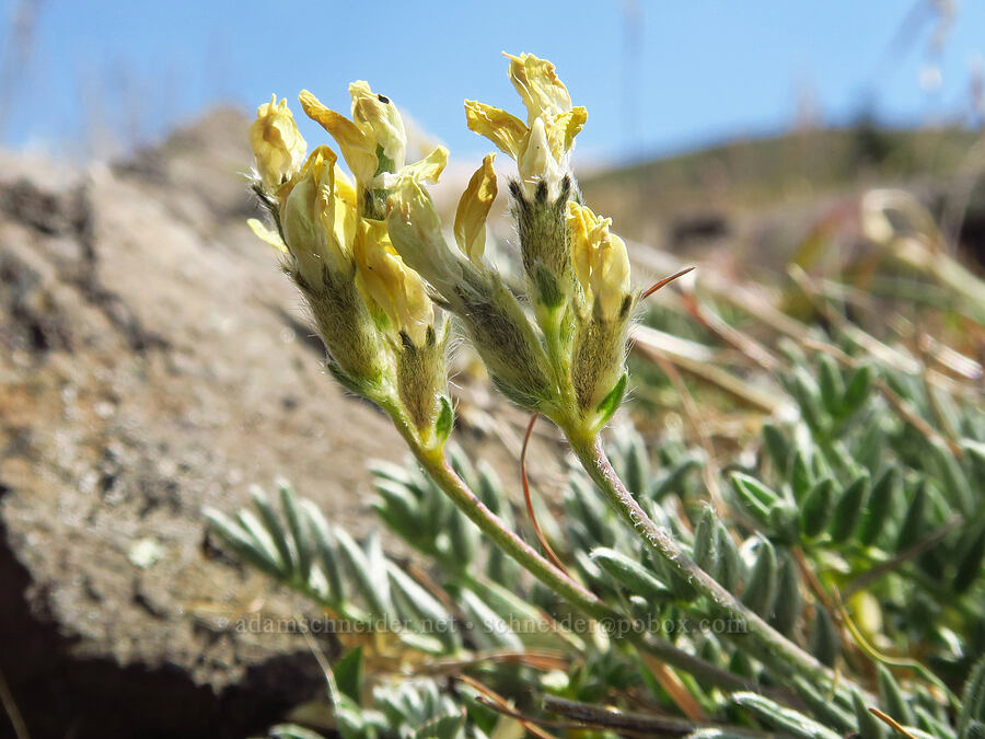 Cusick's locoweed (Oxytropis campestris var. cusickii) [East Peak, Eagle Cap Wilderness, Wallowa County, Oregon]