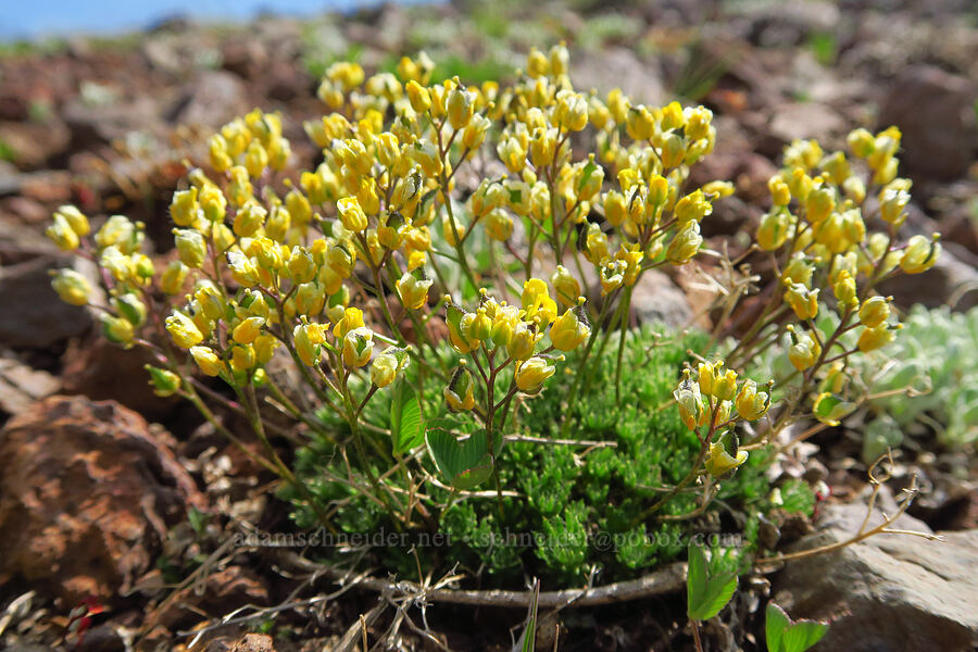 dense-leaf whitlow-grass (Draba densifolia) [East Peak, Eagle Cap Wilderness, Wallowa County, Oregon]