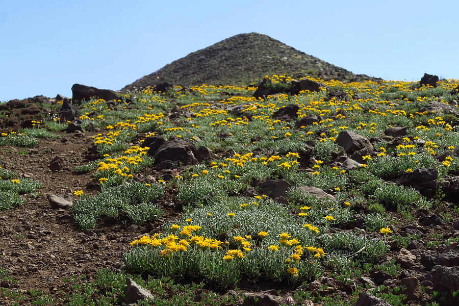 woolly goldenweed (Stenotus lanuginosus var. lanuginosus (Haplopappus lanuginosus)) [East Peak, Eagle Cap Wilderness, Wallowa County, Oregon]