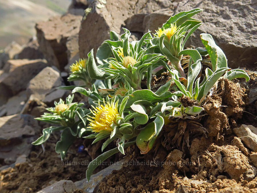 Cusick's goldenweed (Pyrrocoma carthamoides var. cusickii (Haplopappus carthamoides)) [East Peak, Eagle Cap Wilderness, Wallowa County, Oregon]