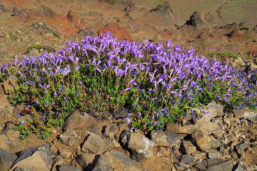 shrubby penstemon (Penstemon fruticosus) [East Peak, Eagle Cap Wilderness, Wallowa County, Oregon]