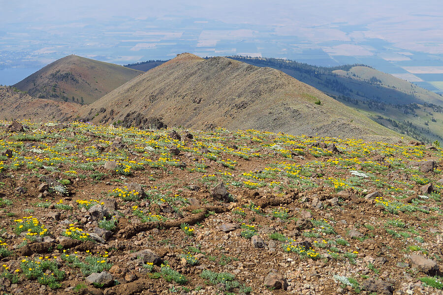 wildflowers & gopher eskers [East Peak, Eagle Cap Wilderness, Wallowa County, Oregon]