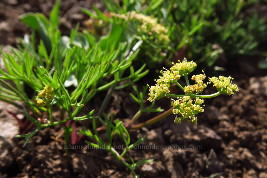 Cusick's biscuitroot (Lomatium cusickii) [East Peak, Eagle Cap Wilderness, Wallowa County, Oregon]