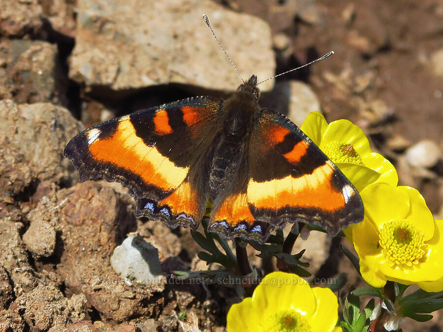 Milbert's tortoiseshell butterfly on snow buttercups (Aglais milberti (Nymphalis milberti), Ranunculus eschscholtzii) [East Peak, Eagle Cap Wilderness, Wallowa County, Oregon]