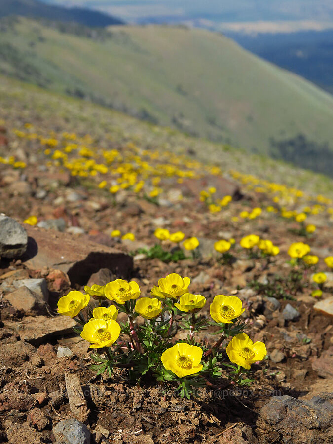 snow buttercups (Ranunculus eschscholtzii) [East Peak, Eagle Cap Wilderness, Wallowa County, Oregon]