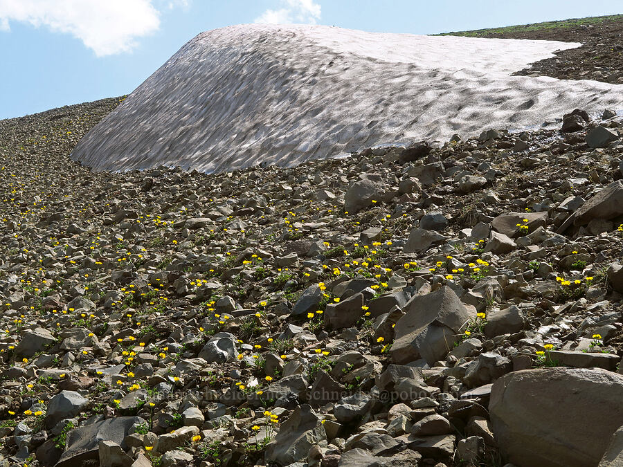 snow buttercups (and snow) (Ranunculus eschscholtzii) [East Peak, Eagle Cap Wilderness, Wallowa County, Oregon]