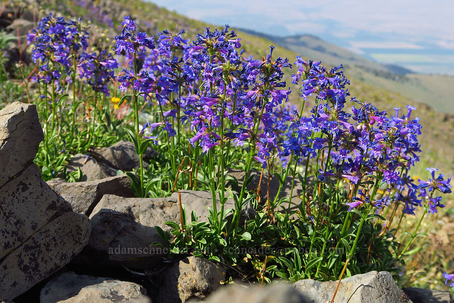 Wallowa penstemon (Penstemon spatulatus) [East Peak, Eagle Cap Wilderness, Wallowa County, Oregon]