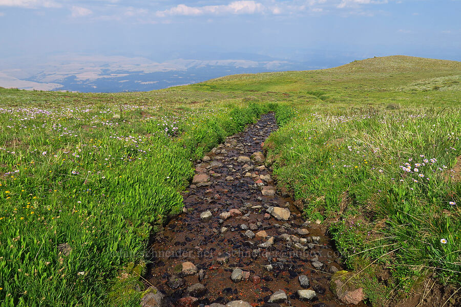 stream below a spring [below East Peak, Eagle Cap Wilderness, Wallowa County, Oregon]