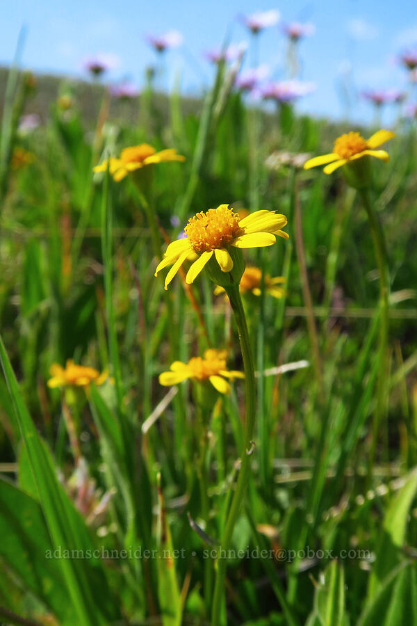 alpine meadow butterweed (Buek's groundsel) (Packera subnuda (Senecio subnudus)) [below East Peak, Eagle Cap Wilderness, Wallowa County, Oregon]