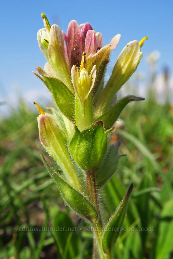 Wallowa paintbrush (Castilleja chrysantha) [below East Peak, Eagle Cap Wilderness, Wallowa County, Oregon]