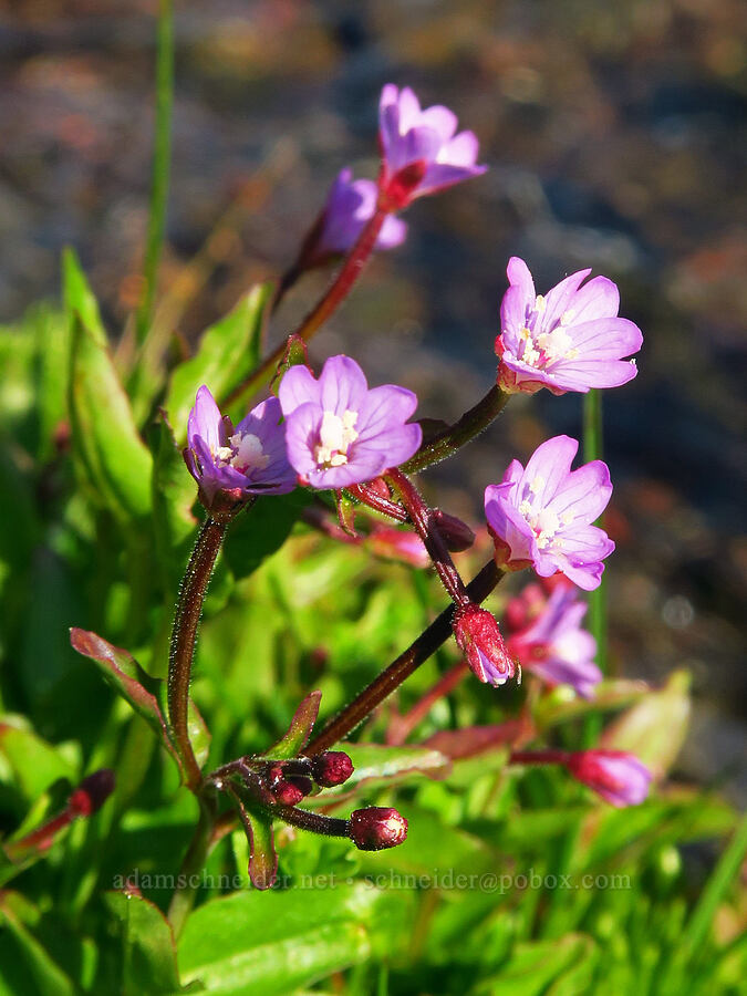 Hornemann's willow-herb (Epilobium hornemannii) [below East Peak, Eagle Cap Wilderness, Wallowa County, Oregon]