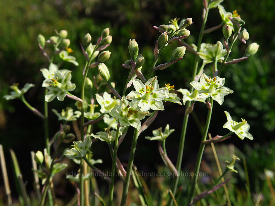 mountain death-camas (Anticlea elegans (Zigadenus elegans)) [below East Peak, Eagle Cap Wilderness, Wallowa County, Oregon]