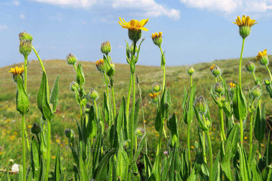 arnica (which?) (Arnica sp.) [below East Peak, Eagle Cap Wilderness, Wallowa County, Oregon]